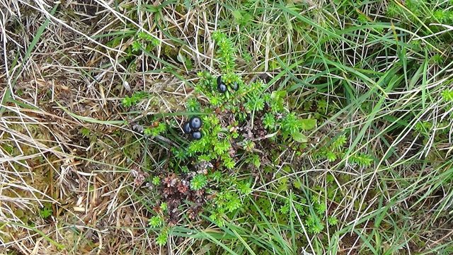 8 Black crowberries that I ate by mistake, thinking they were blaeberries.jpg