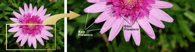 CompositeFlower.png