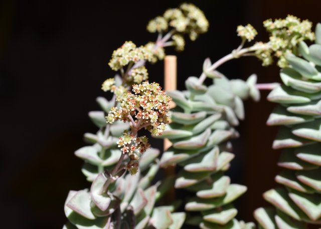 crassula perforata flowers 2.jpg