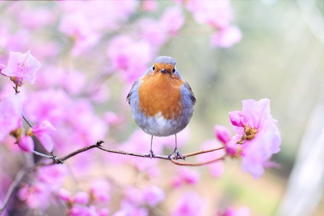 spring-bird-2295436_1280.jpg