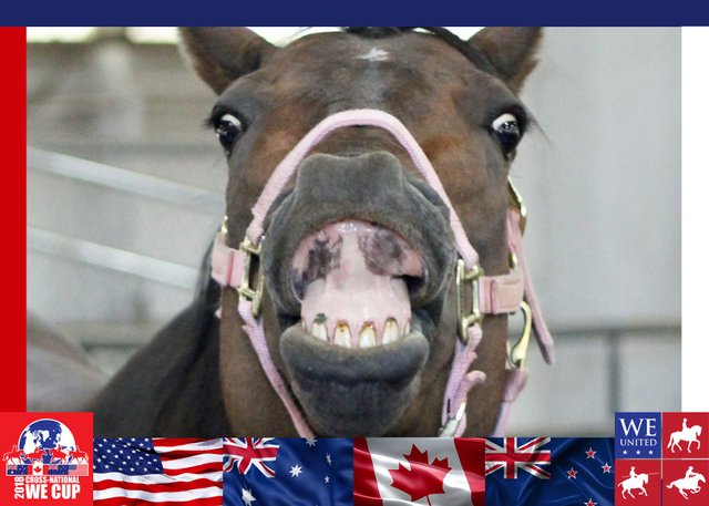 Horse flashing teeth.jpg