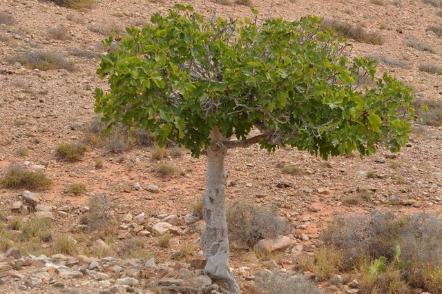 fig-tree-900320_1280.jpg