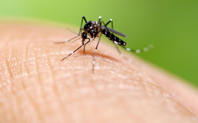 dengue-fever-symptoms-and-prevention.jpg