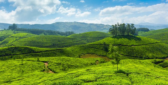 munnar-tour.jpg