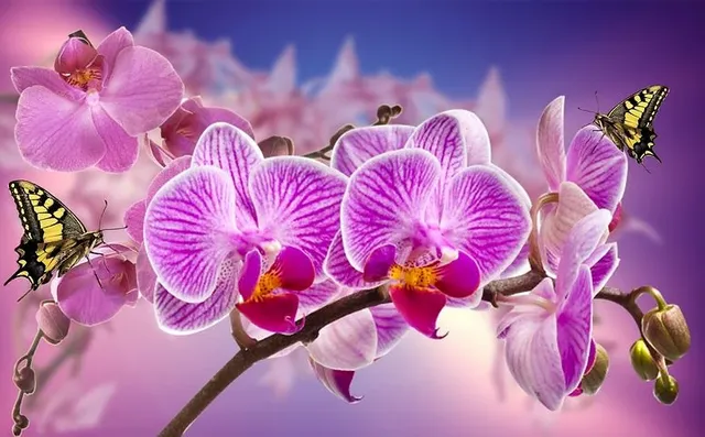 orchids-866594__480.webp