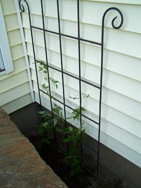 South - Clematis, H. F. Young, Bees Jubilee crop May 2019.jpg