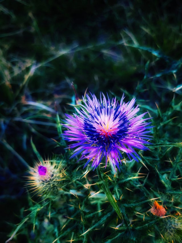 flor_3.jpg