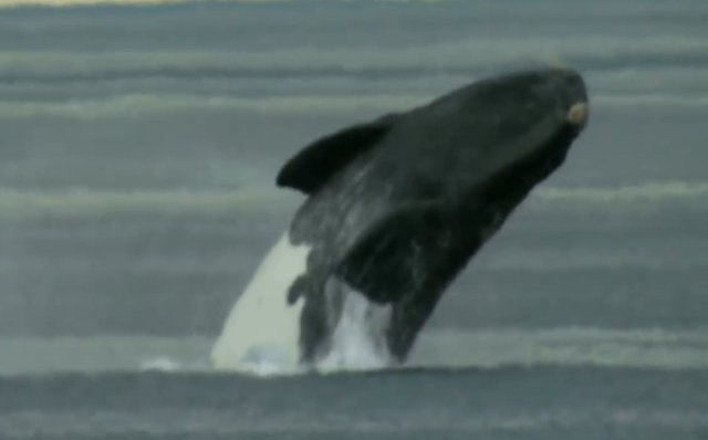 02.-Whales in Patagonia-13.jpg