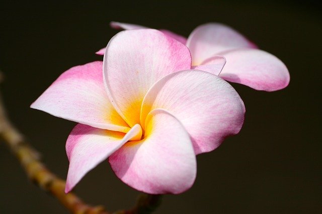 plumeria-1879080_640.jpg