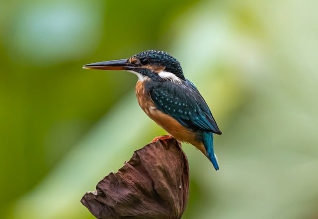 kingfisher-8275049_640.png