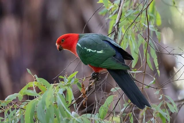 australian-king-parrot-7987514_1280.webp