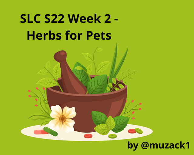 SLC S22 Week 2 - Herbs for Pets.png