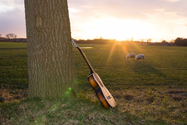 guitar against a tree at sunset background peasant landscape with sheeps.jpg