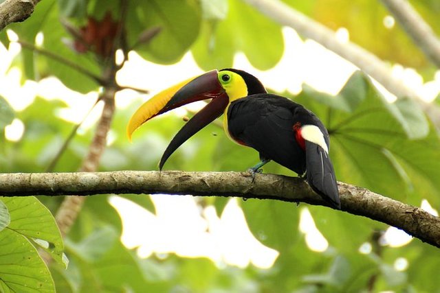 toucan-1972559__480.jpg