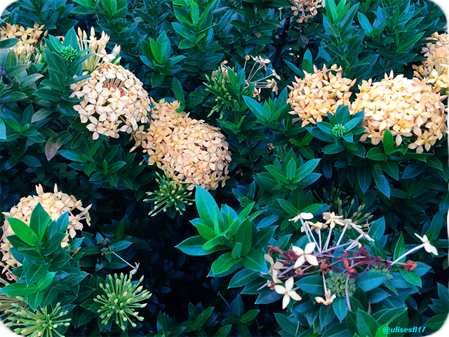 Ixora-8.png