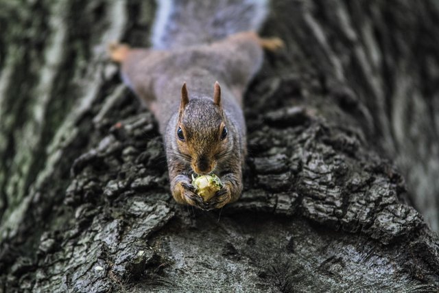 squirrel-1842152_1280.jpg