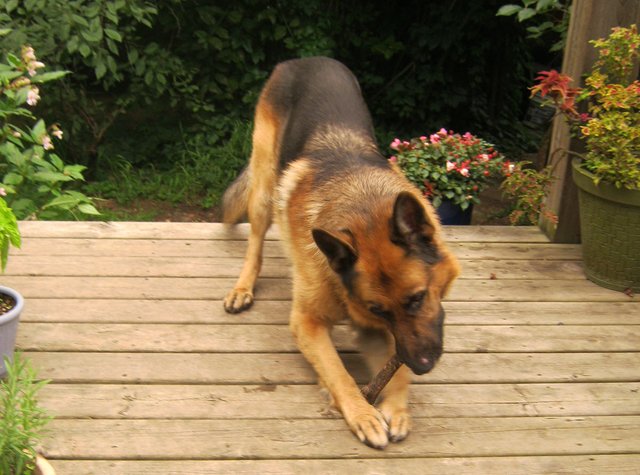 Bruno kneeling and chewing stick good.JPG