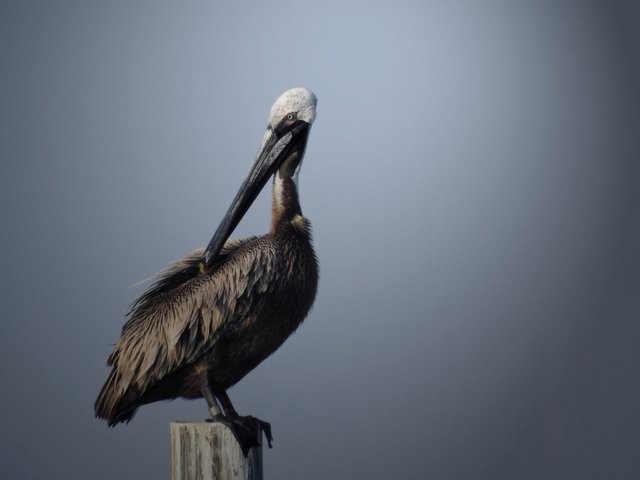 pelicans13FINAL.jpg