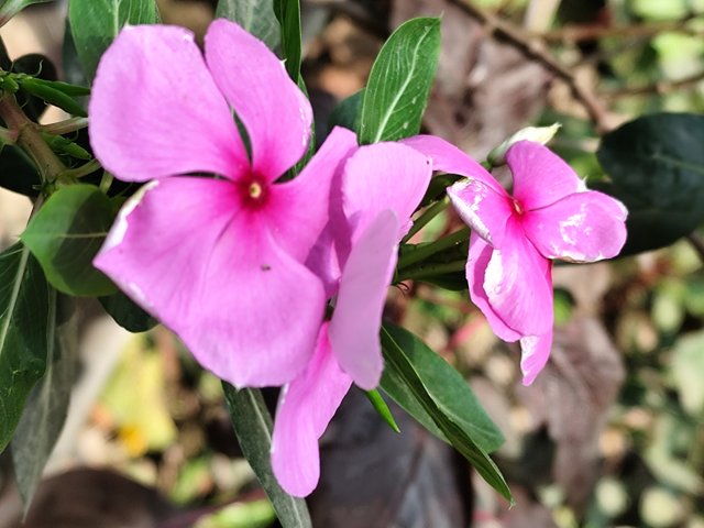 IMG_20250401_102732.jpg