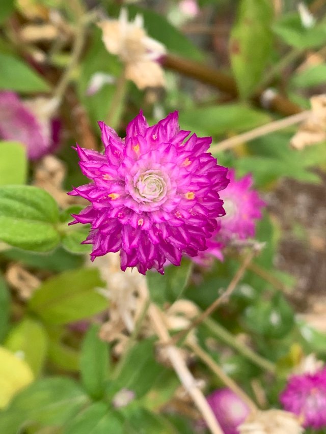 flower5.jpg