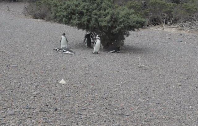 02.-Pingüinera de Punta Tombo-5.jpg