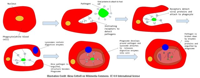 Phagocytosis2 Process.svg Alexa cottrell 4.0.jpg