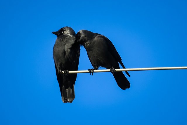 jackdaws-3959138_1280.jpg