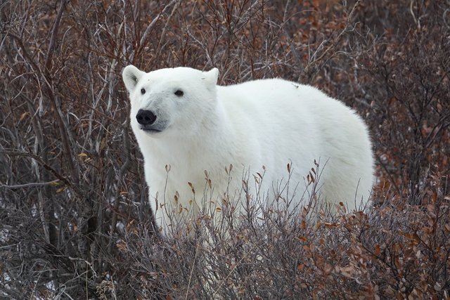 polar-bear-3775936_1280.jpg