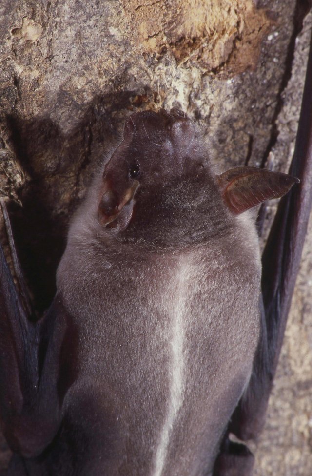 Captive_Noctilio_leporinus.jpg