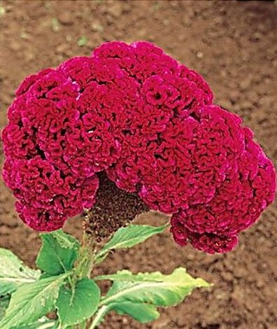 Ornamental Plant Seeds.jpg