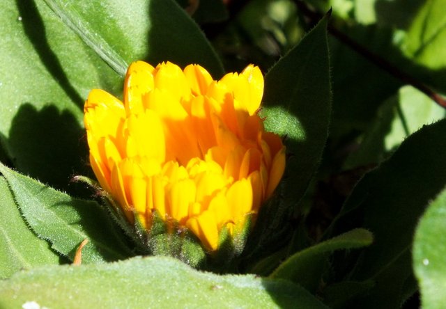 x0288-Calendula.JPG