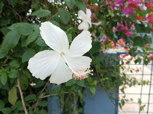 IMG_20250505_125234_048.jpg