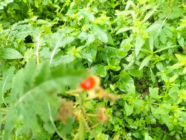 IMG20250710075900.jpg