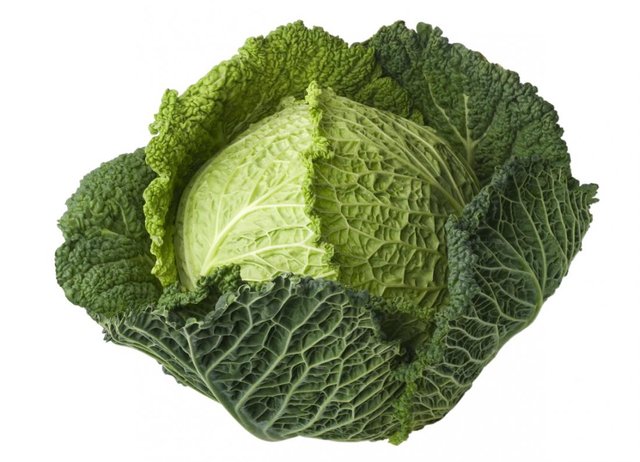 one-big-cabbage.jpg