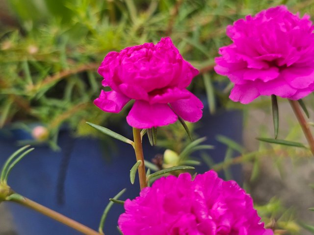 20250614_115459.jpg