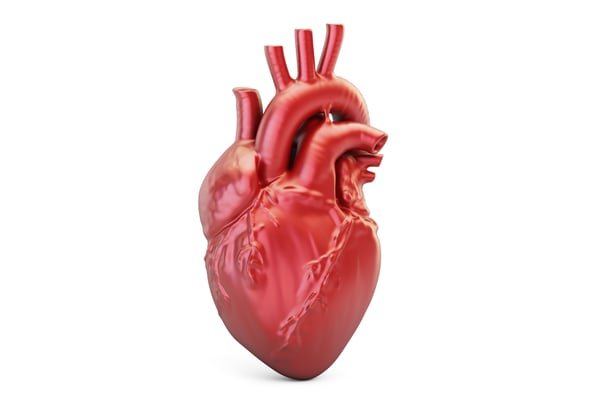 human heart illustration.jpeg