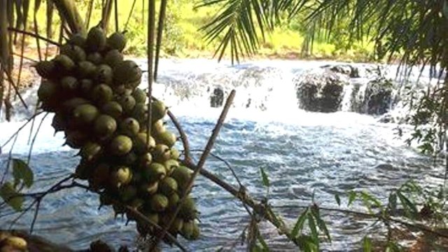 Coroba en su habitat.jpg