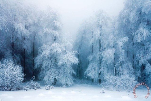 frozen_forest.jpg