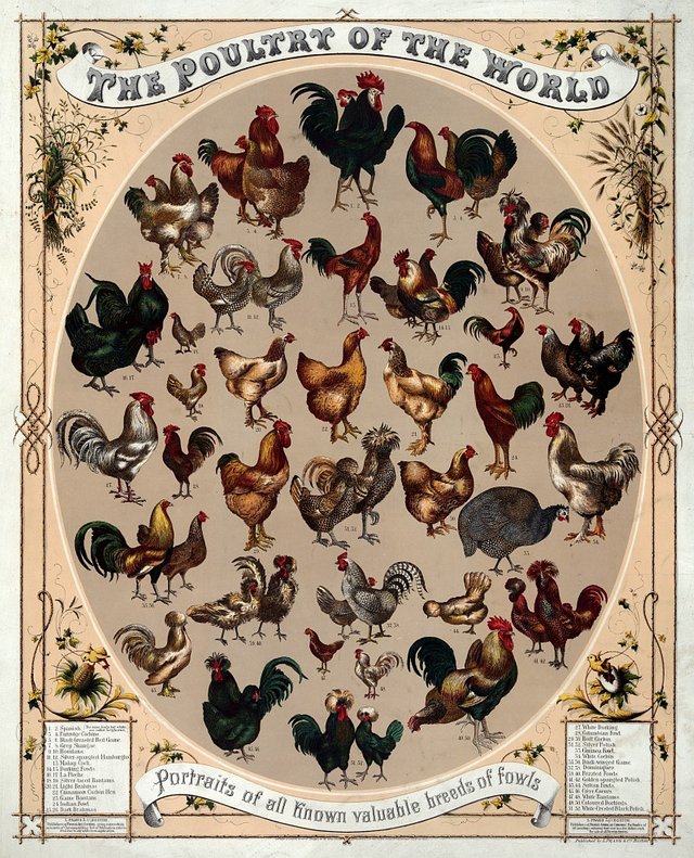 162 5+1 Poultry_of_the_world small.jpg