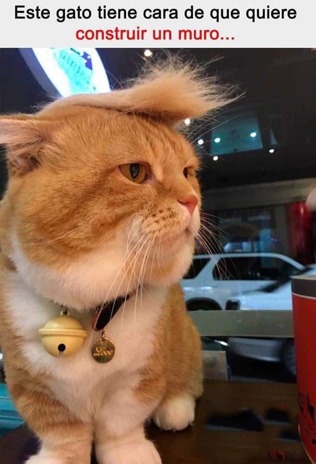 gato trump.jpg