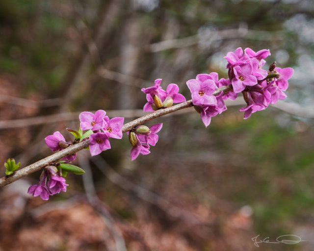 2019-03-11-Daphne-mezereum-Seidelbast-01.jpg