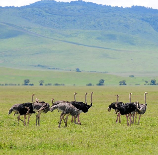 Ngorongoro Crater.jpeg