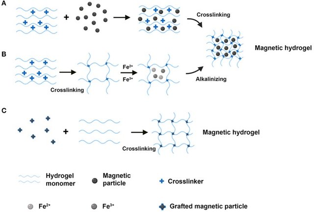 magnetic-hydrogel-formation.jpg