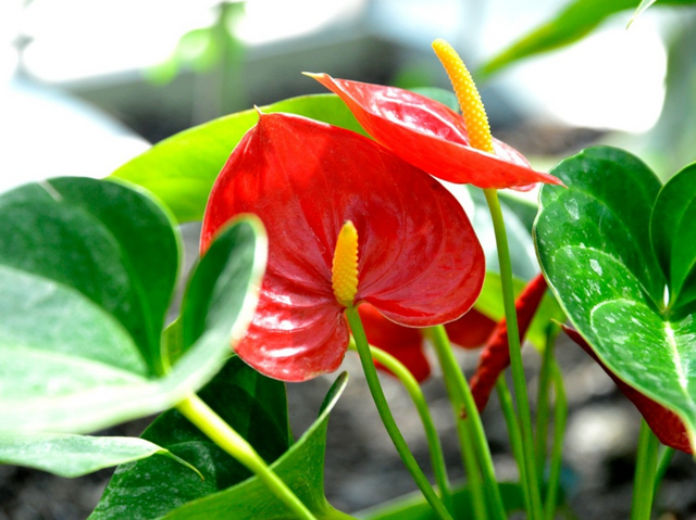 anthurium.png