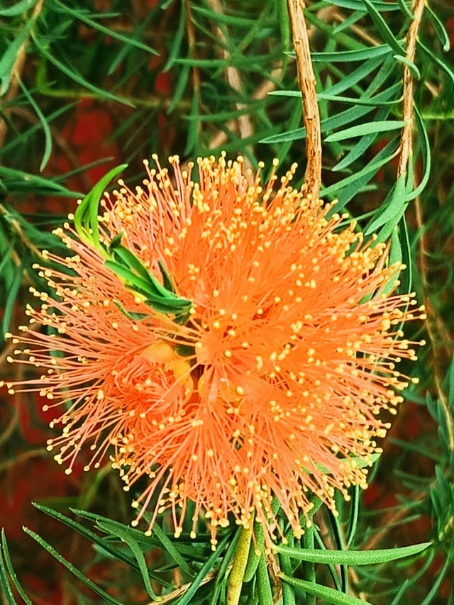 Melaleuca fulgens.jpg