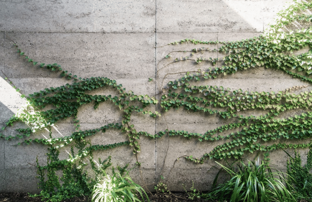 crawling-plants-wall.png