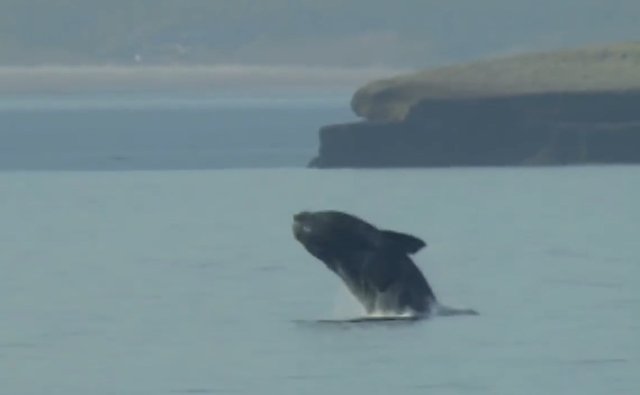 02.-Whales in Patagonia-12.jpg