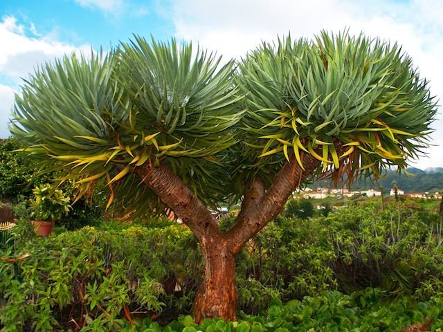 dragon-tree-copy.jpg