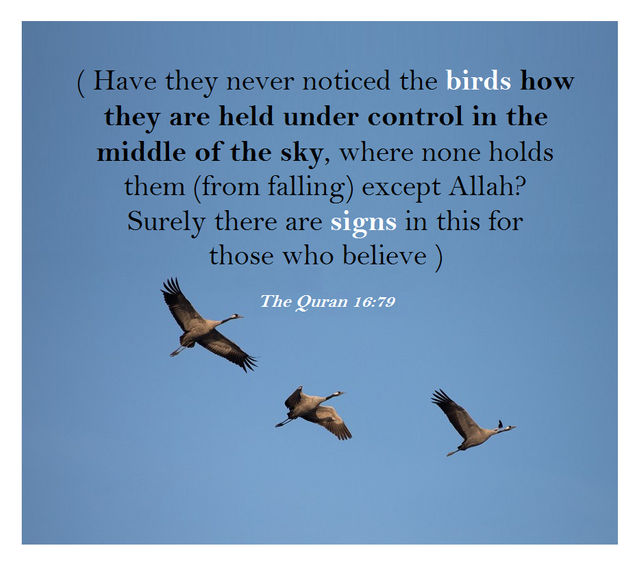 Have they never noticed the birds how they are held under control in the middle of the sky, where none holds them (from falling) except Allah @fatimakarimms twitter.jpg-.png