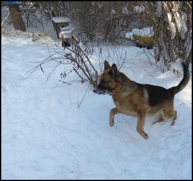 Bruno leaping in snow.JPG
